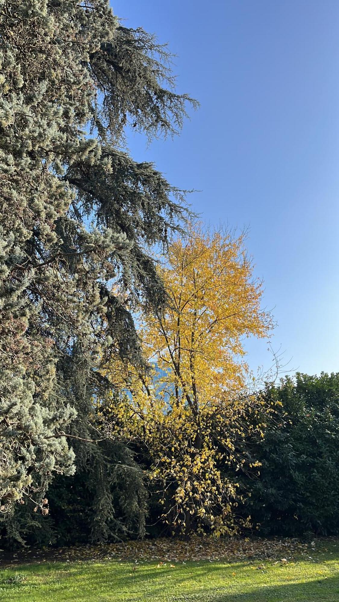 بارما Acero Giallo المظهر الخارجي الصورة